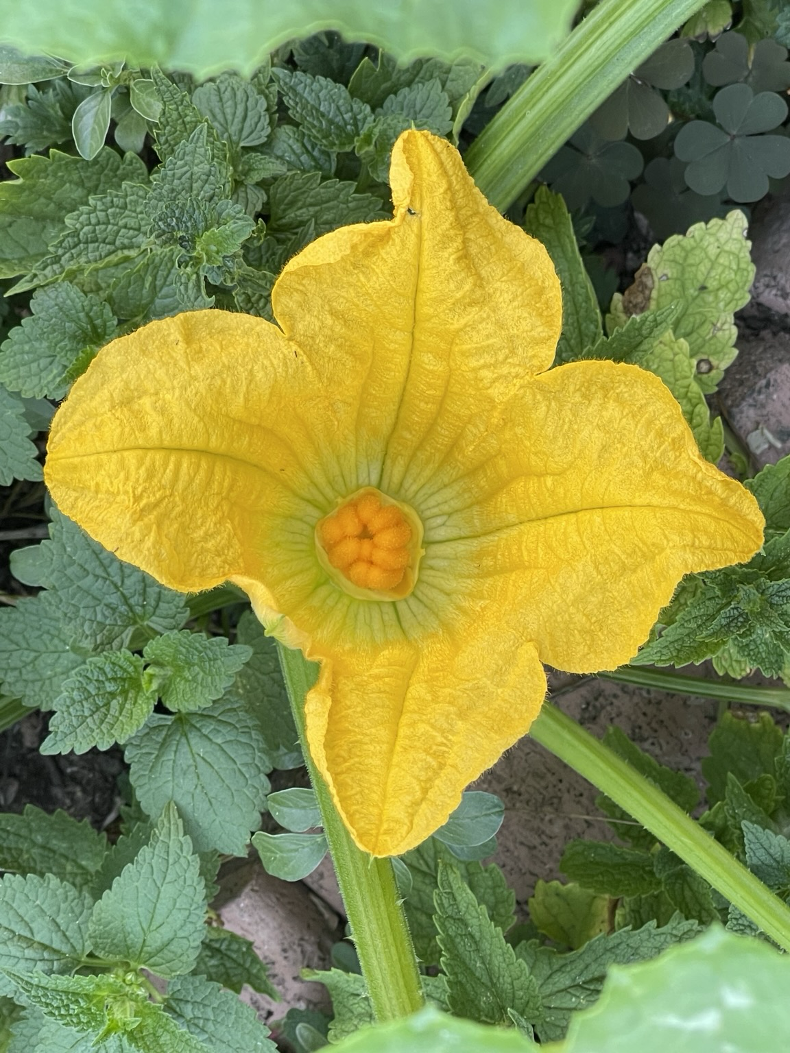 Leuchtend gelbe Zucchiniblüte