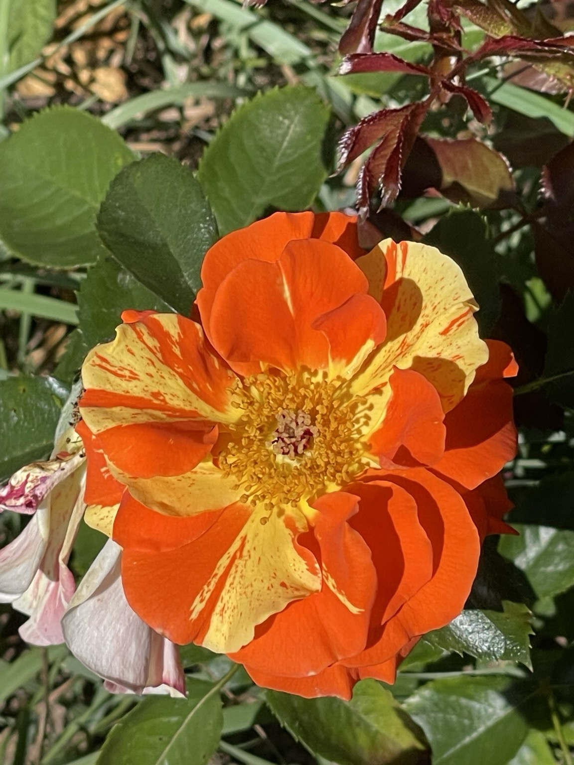 Offene gelb- orange Rosenblüte „Papageno“
