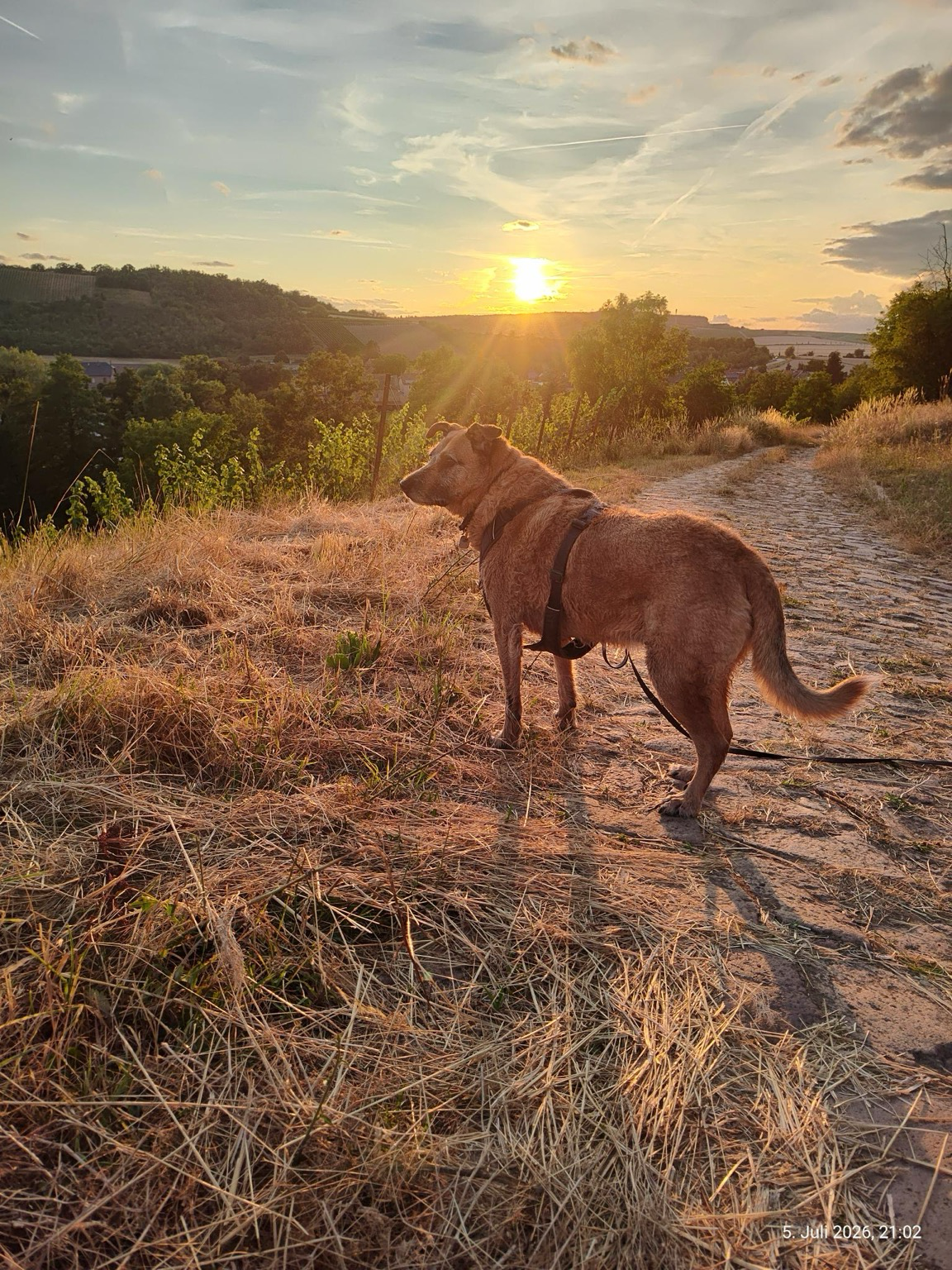 Hellbraune Hündin Netti vor dem Sonnenaufgang in den rheinhessischen Hügeln